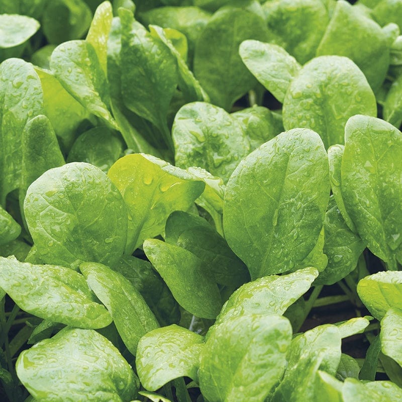 dt-brown VEGETABLE SEEDS Spinach Trombone F1