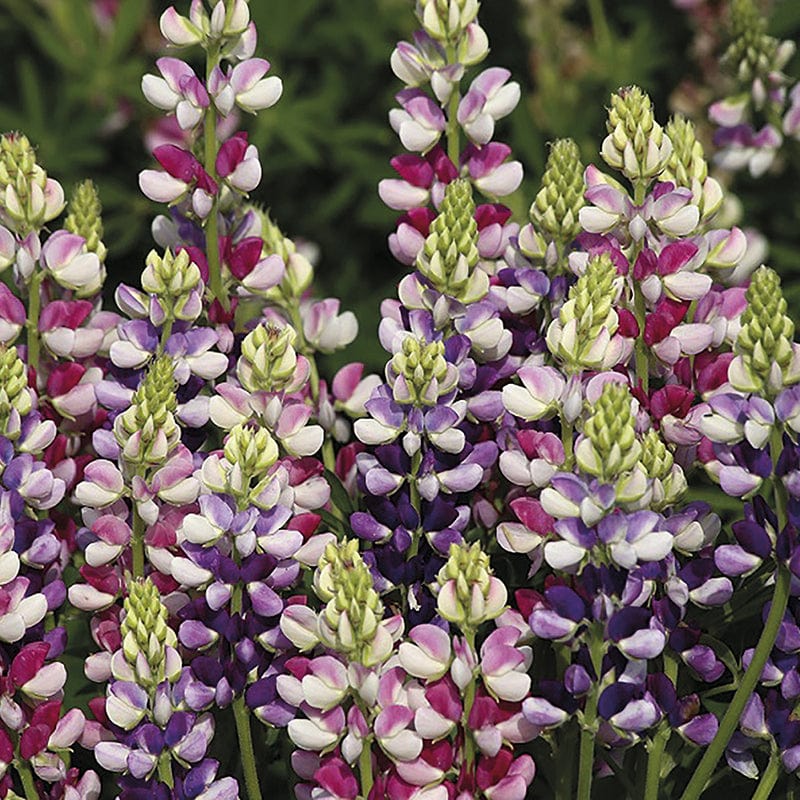dt-brown FLOWER SEEDS Lupin Avalune Bicolour Mix