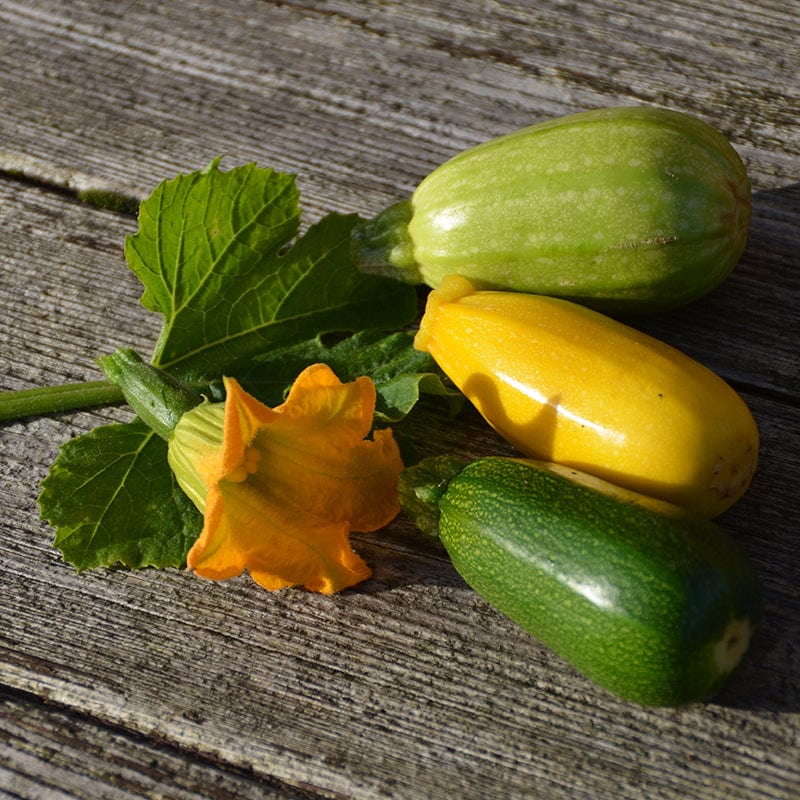 dt-brown VEGETABLE SEEDS Courgette Griller Mix