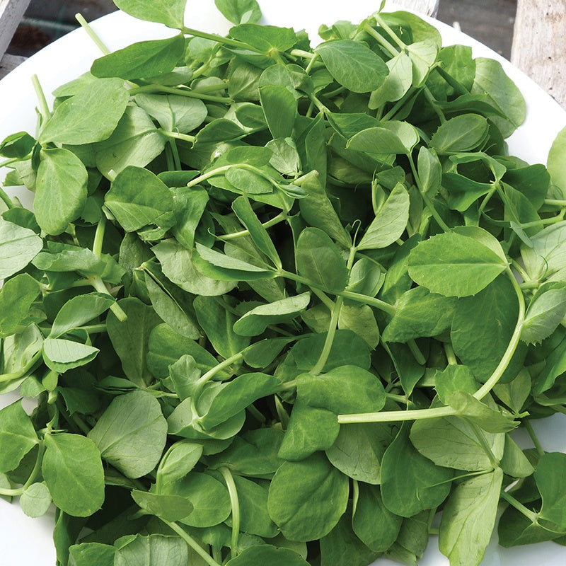 Pea Shoots Seeds