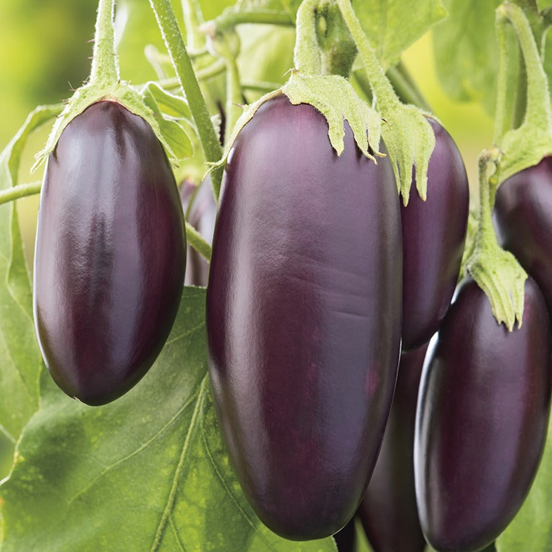 Aubergine Jewel F1 Mix Seeds