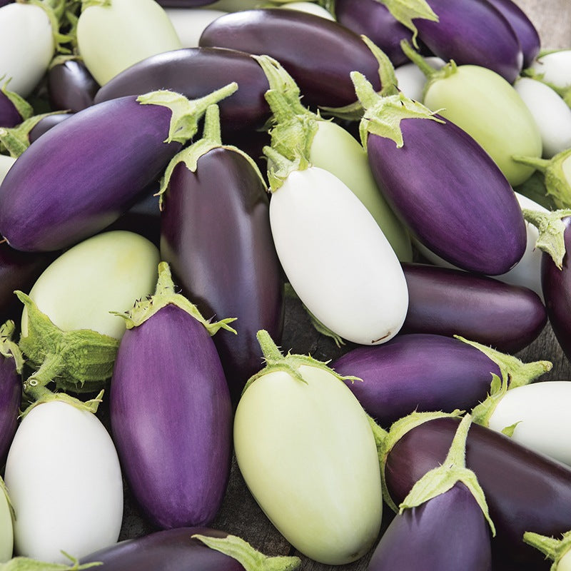 Aubergine Jewel F1 Mix Seeds