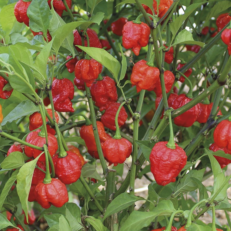 Chilli Pepper Armageddon F1 Seeds