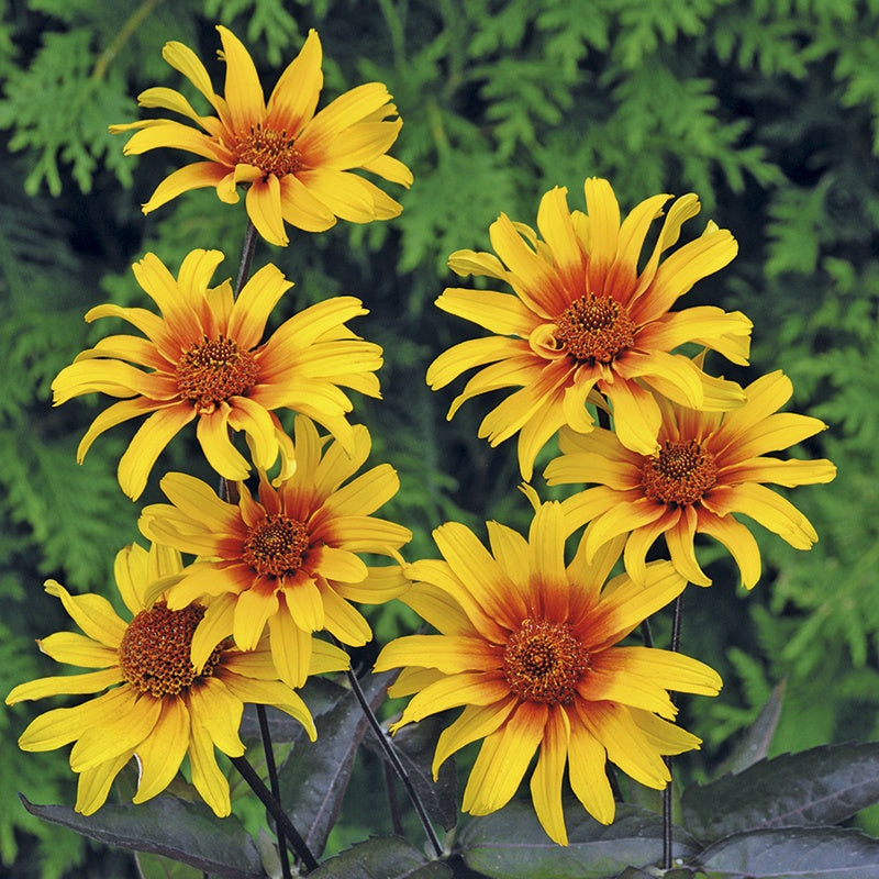 Heliopsis Burning Hearts Seeds