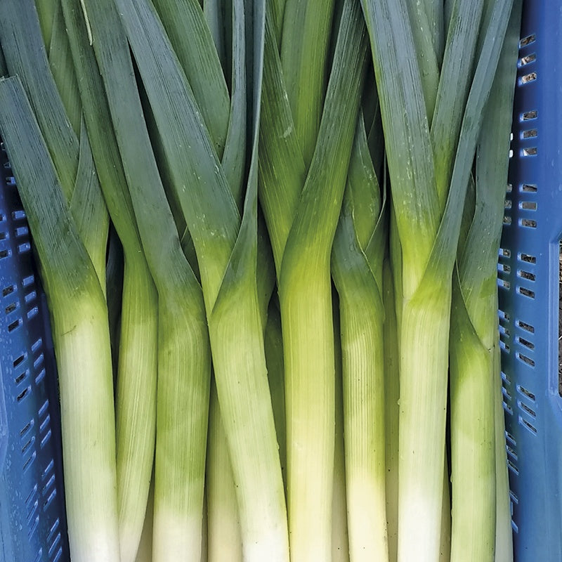 Leek Stromboli F1 Seeds
