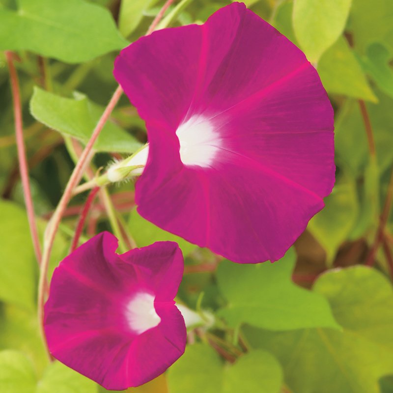 Morning Glory Party Dress Seeds