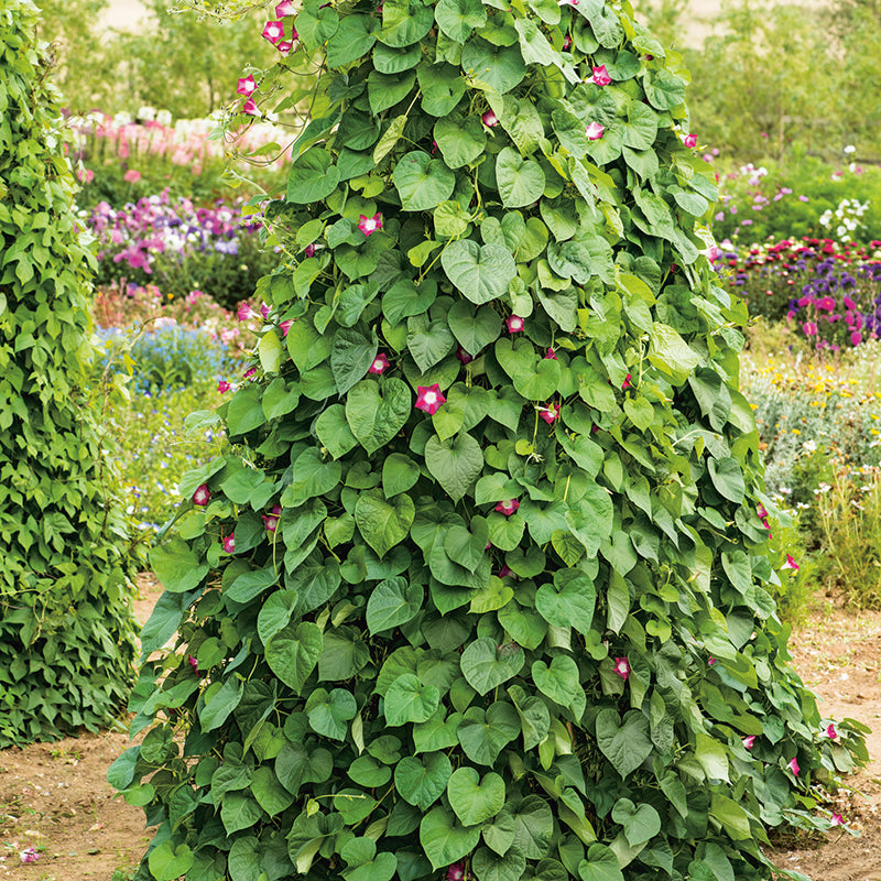 Morning Glory Party Dress Seeds