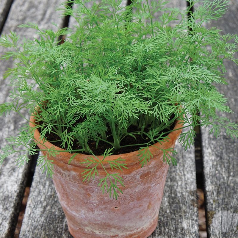 Dill Nano Seeds