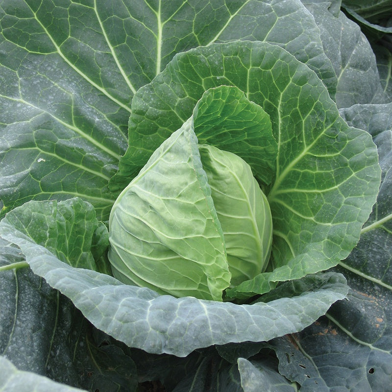 Cabbage Duncan F1 Seeds
