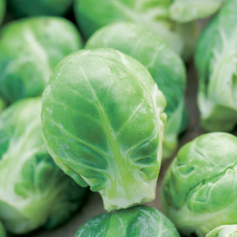 dt-brown VEGETABLE SEEDS Brussels Sprout Brenden F1 Seeds