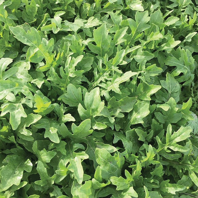 dt-brown VEGETABLE SEEDS Rocket Artemis F1 Vegetable Seeds