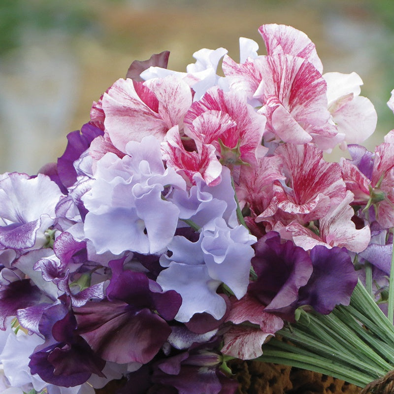 Sweet Pea Metaphor Seeds