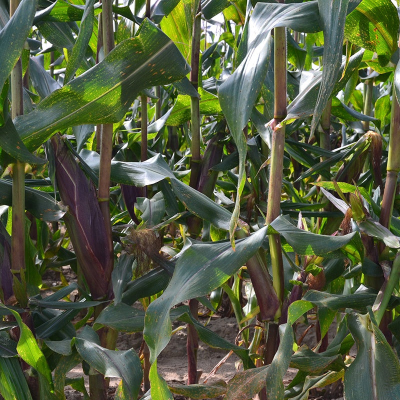 Sweetcorn Picasso F1 Seeds
