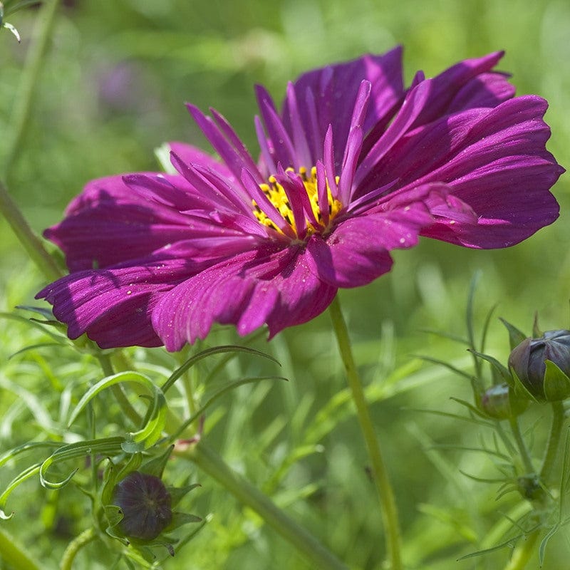 dt-brown FLOWER SEEDS Cosmos Fizzy Purple Flower Seeds