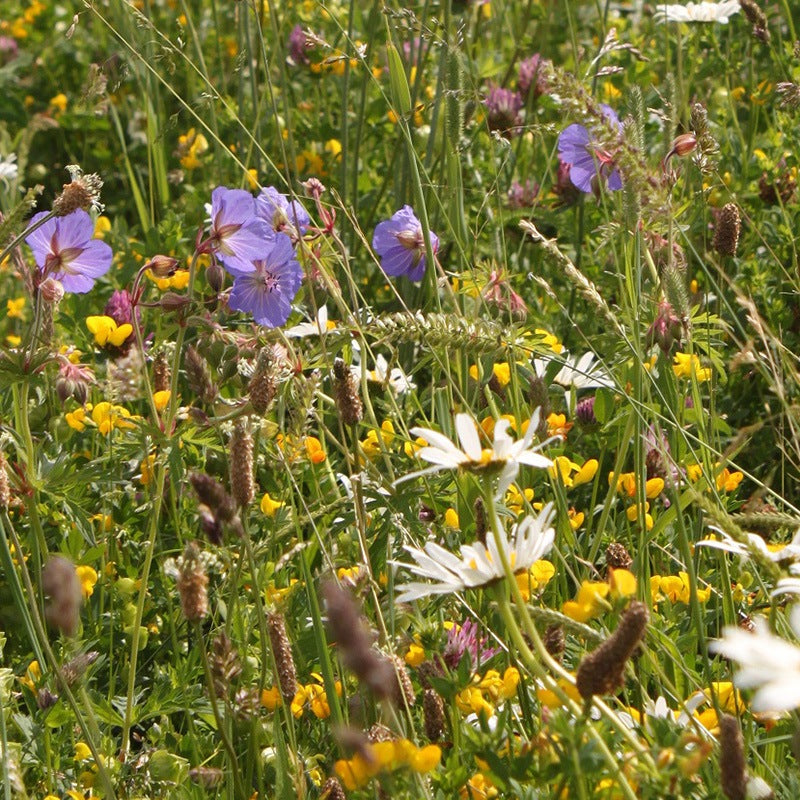 Wildflower Wildlife Attracting Mix Seeds