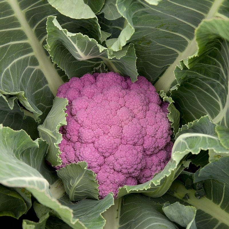 dt-brown VEGETABLE PLANTS 10 Plants (LATE) Cauliflower De Purple Vegetable Plants