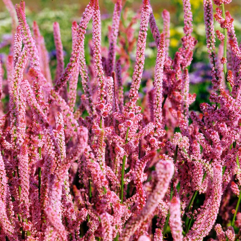 Limonium Pink Pokers Seeds