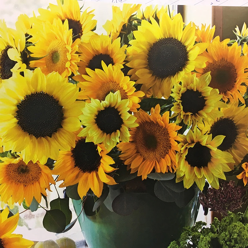 Sunflower Cut Flower Mix