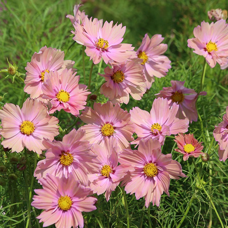 Cosmos Apricotta Seeds