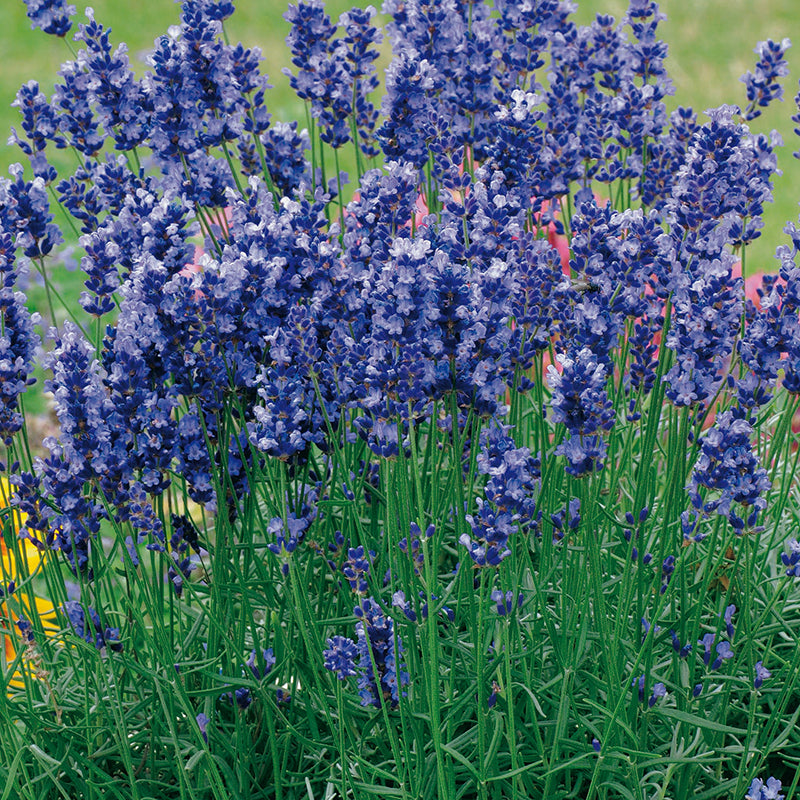 Lavender Angustifolia Hidcote Flower Plants