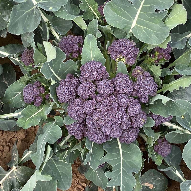 dt-brown VEGETABLE PLANTS 10 Plants (LATE) Broccoli Burgundy Vegetable Plants
