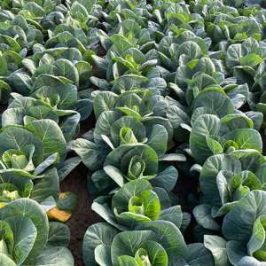dt-brown VEGETABLE PLANTS 10 Plants (LATE) Cabbage Marquess F1 Plants