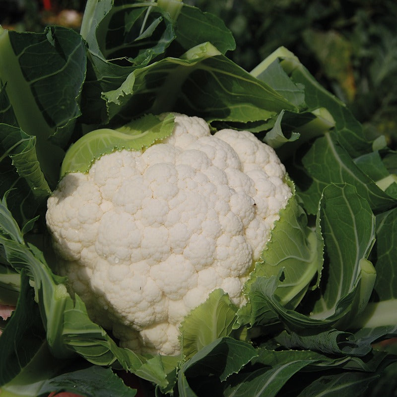 Cauliflower Barcelona F1 Seeds