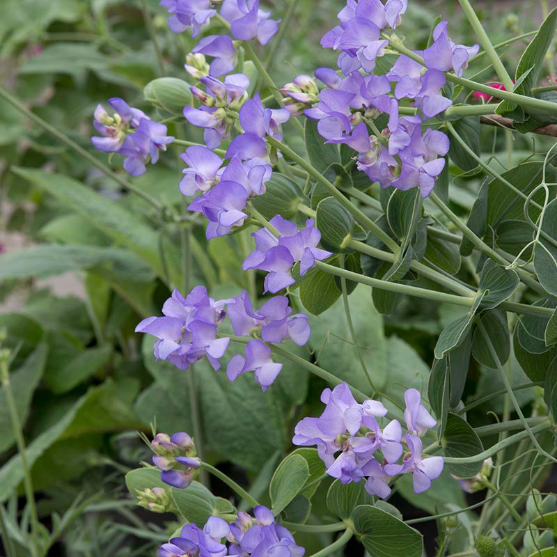 Sweet Pea Lord Anson's Pea Seeds