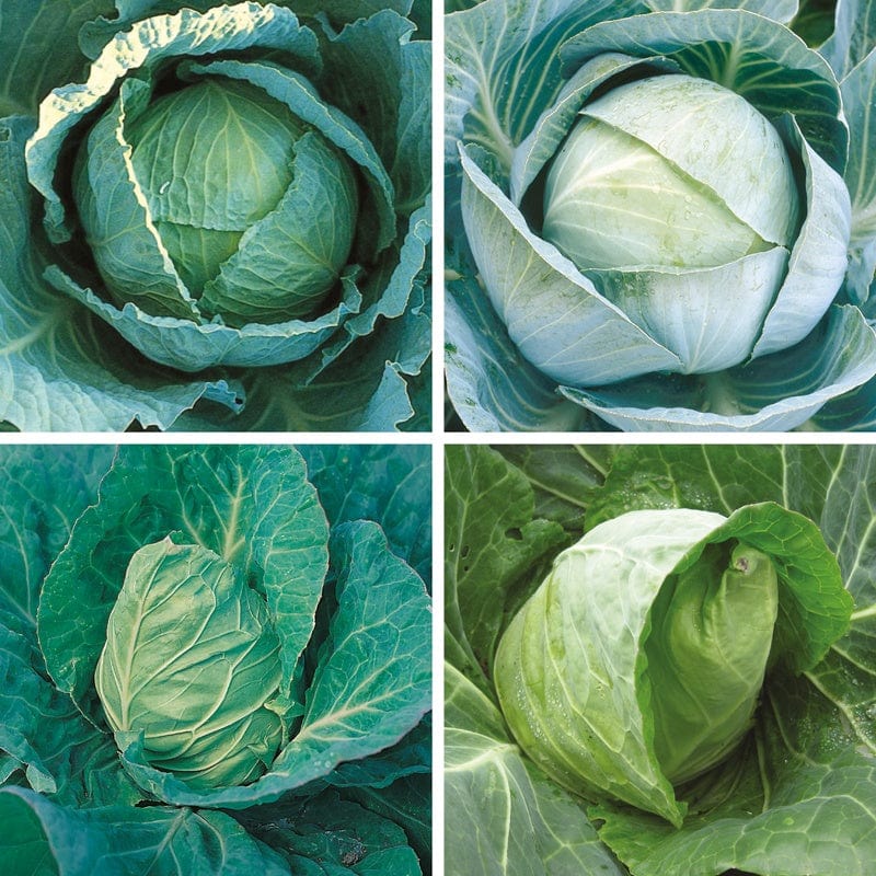 dt-brown VEGETABLE SEEDS Cabbage Seeds Cropping Programme