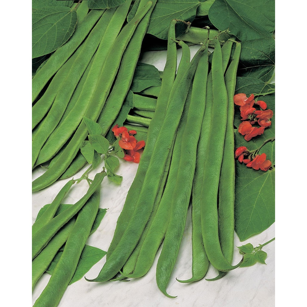Runner Bean Galaxy Seeds