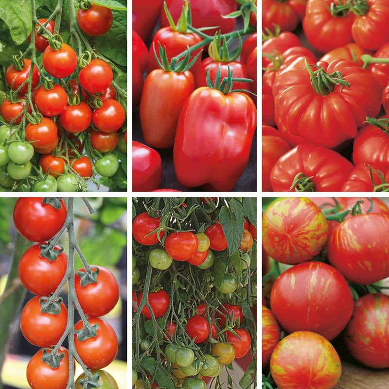 dt-brown VEGETABLE SEEDS Indoor and Outdoor Tomato Seed Collection