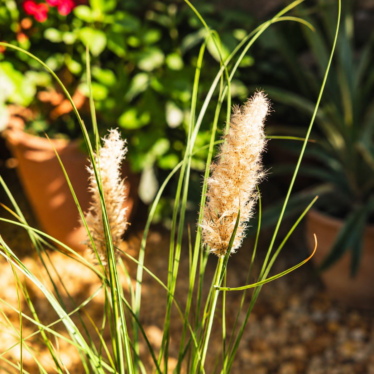 Cortaderia Selloana Tiny Pampa Flower Plant