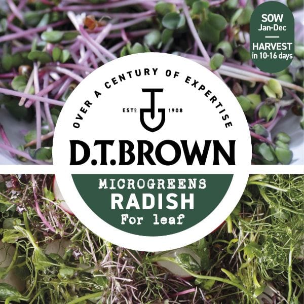 dt-brown VEGETABLE SEEDS Microgreens Radish Leaf Seeds