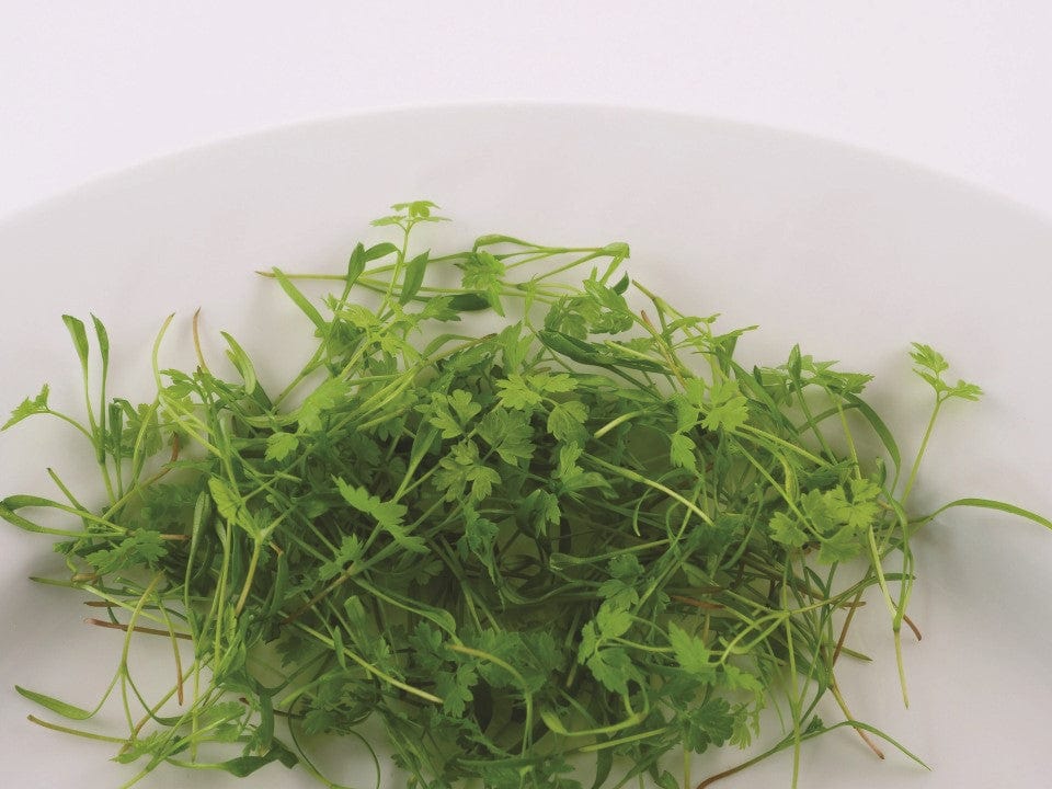 dt-brown VEGETABLE SEEDS Microgreens Chervil Seeds