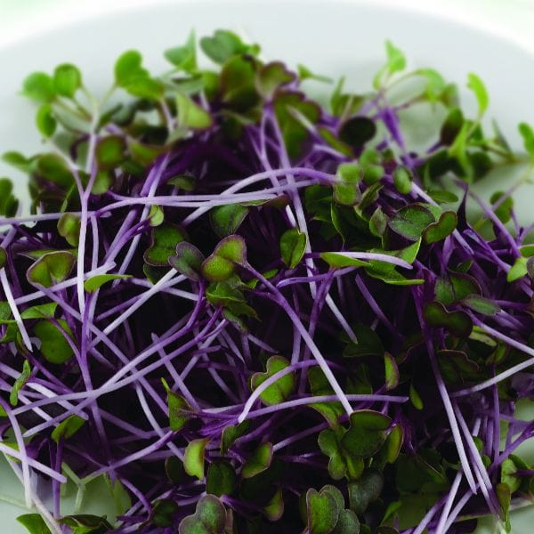 dt-brown VEGETABLE SEEDS Mizuna Red Seeds