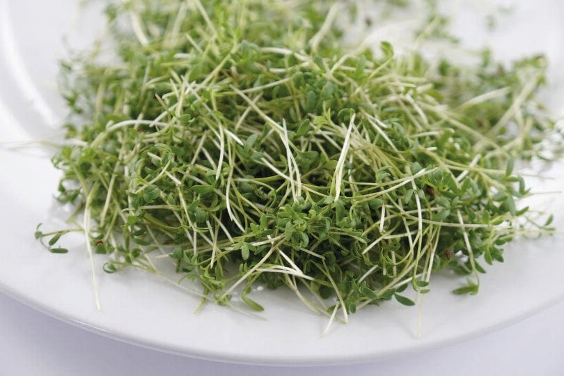 dt-brown VEGETABLE SEEDS Microgreens Cress Seeds