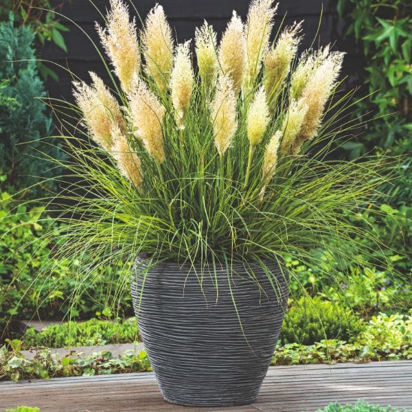 dt-brown FLOWER PLANTS Cortaderia Selloana Tiny Pampa Flower Plant