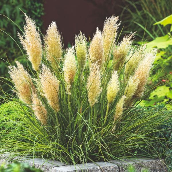 dt-brown FLOWER PLANTS Cortaderia Selloana Tiny Pampa Flower Plant