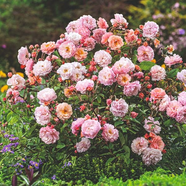 dt-brown Rose Cornelia (Shrub) Bare Root Plants