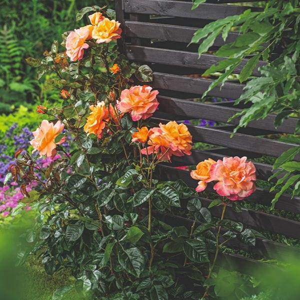 dt-brown Rose Scent From Heaven (Climbing) Bare Root Plants