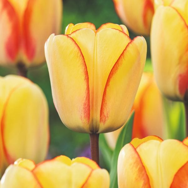 dt-brown FLOWER BULBS Tulip Beauty Of Spring Flower Bulbs