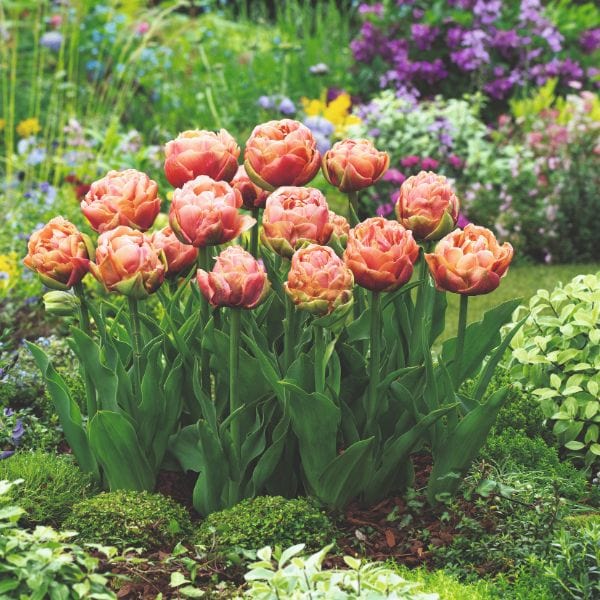 dt-brown FLOWER BULBS Tulip Copper Image Flower Bulbs