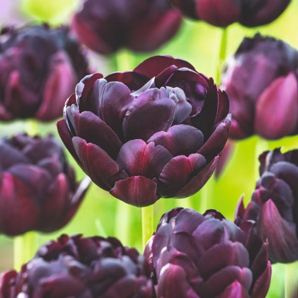 dt-brown FLOWER BULBS Tulip Black Hero Flower Bulbs