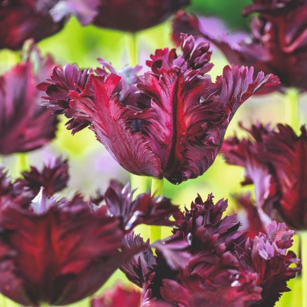 dt-brown FLOWER BULBS Tulip Black Parrot Flower Bulbs