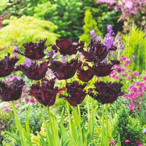 dt-brown FLOWER BULBS Tulip Black Parrot Flower Bulbs