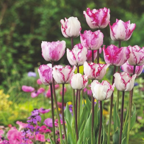 dt-brown FLOWER BULBS Tulip Blueberry Ripple Flower Bulbs