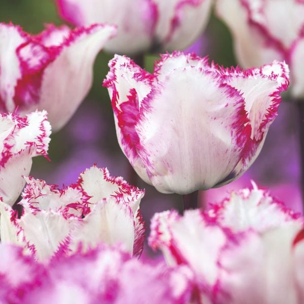 dt-brown FLOWER BULBS Tulip Blueberry Ripple Flower Bulbs