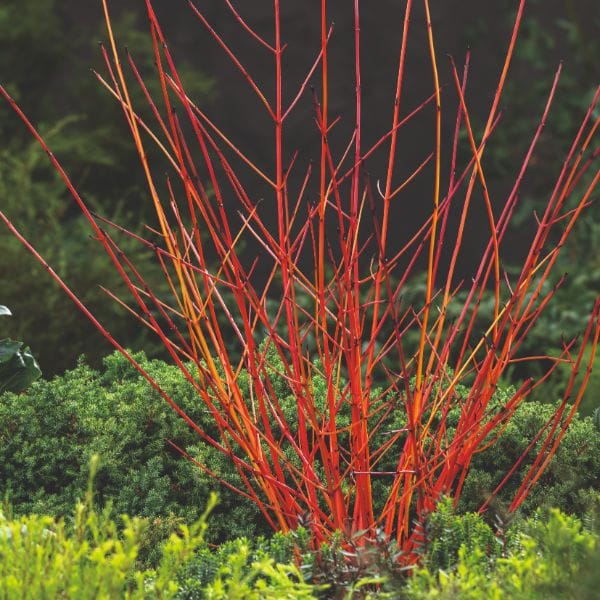 DT Brown FLOWER PLANTS Cornus Anny's Winter Orange Flower Plant