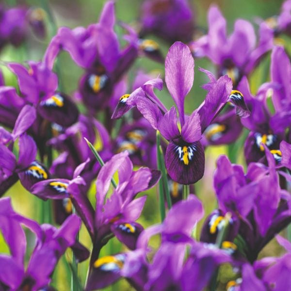 dt-brown FLOWER BULBS Iris Reticulata 60 Bulb Collection
