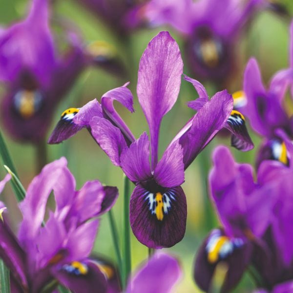 dt-brown FLOWER BULBS Iris Reticulata George Flower Bulbs